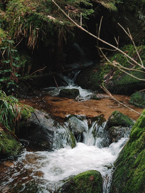 A small stream flows through a forest