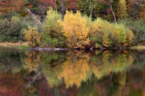 Free Green Leaf Trees Near Body of Water Stock Photo