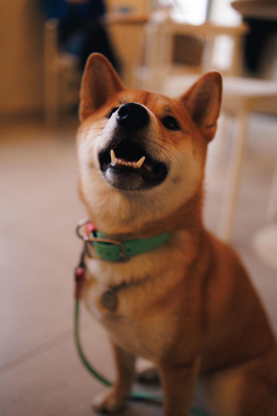 刺繍で表現したい柴犬の笑顔と立ち耳