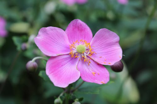 꽃이 피는, 꽃잎, 분홍색의 무료 스톡 사진