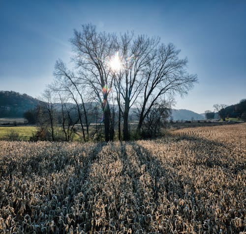 A field with a tree and sun shining through