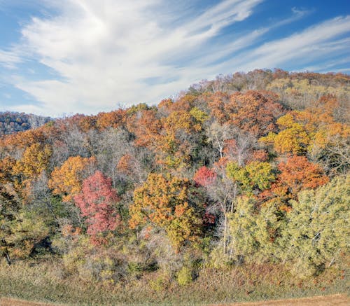 An aerial view of a forested area with colorful trees