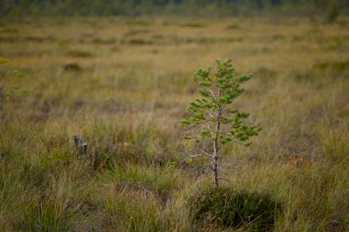 Small pine tree in a bog 