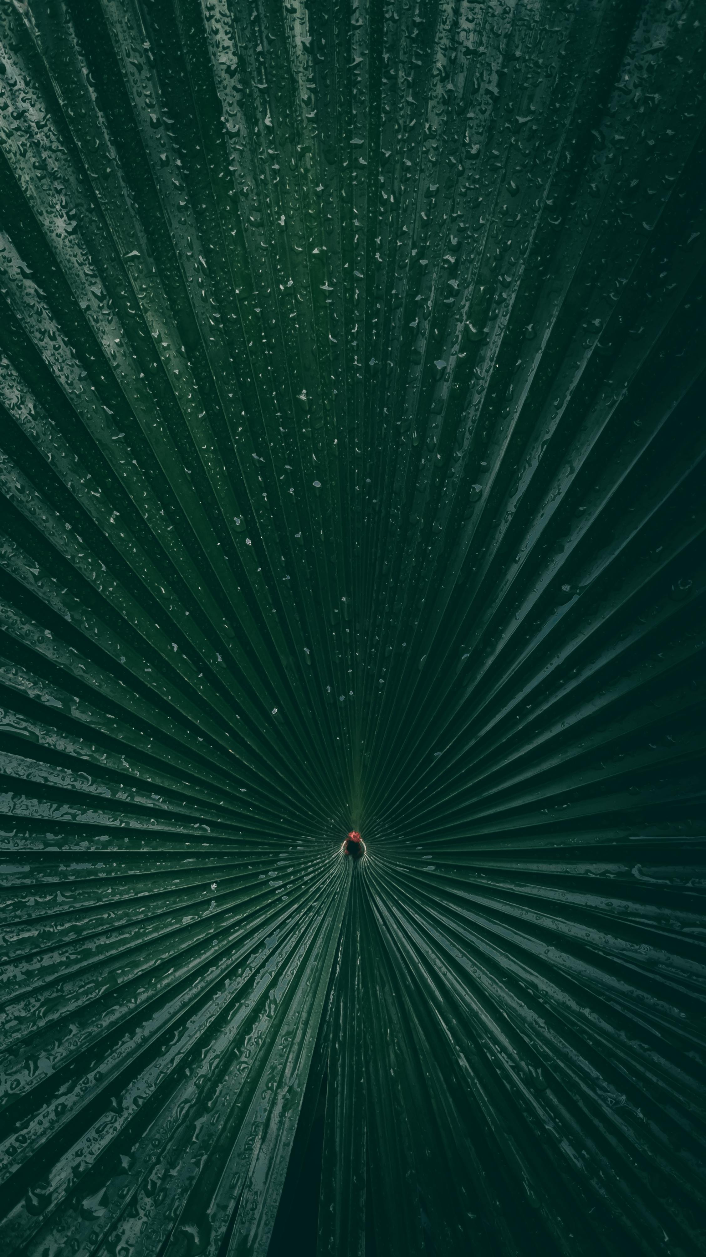 Close up of Big, Green Leaf with Raindrops · Free Stock Photo