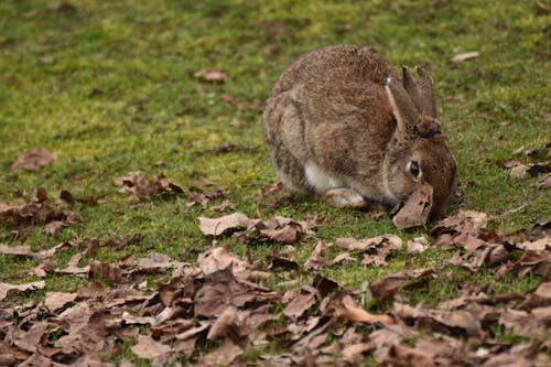 下落, 兔子, 公園 的 免费素材图片