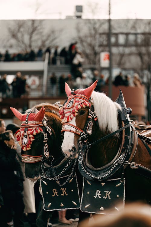 Foto profissional grátis de carro, cavalaria, cavalos