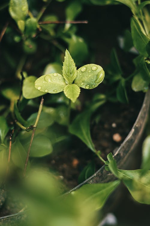 Free stock photo of aesthetic, after rain, dark green leaves
