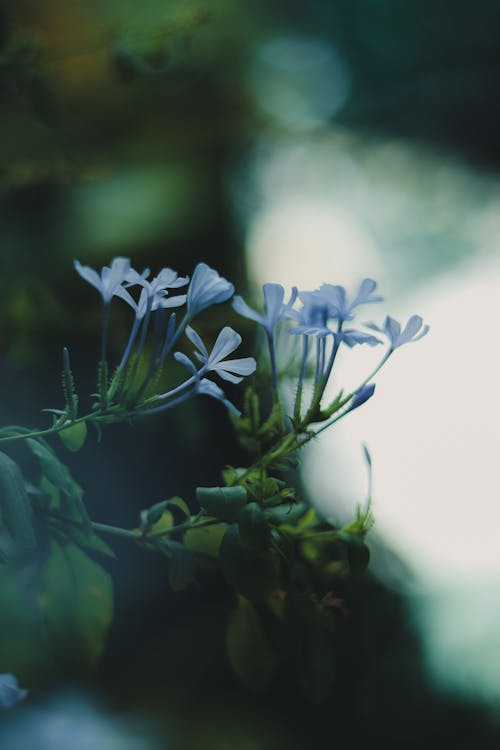 Free stock photo of aesthetic, angel s breath flowers, autumnal leaves