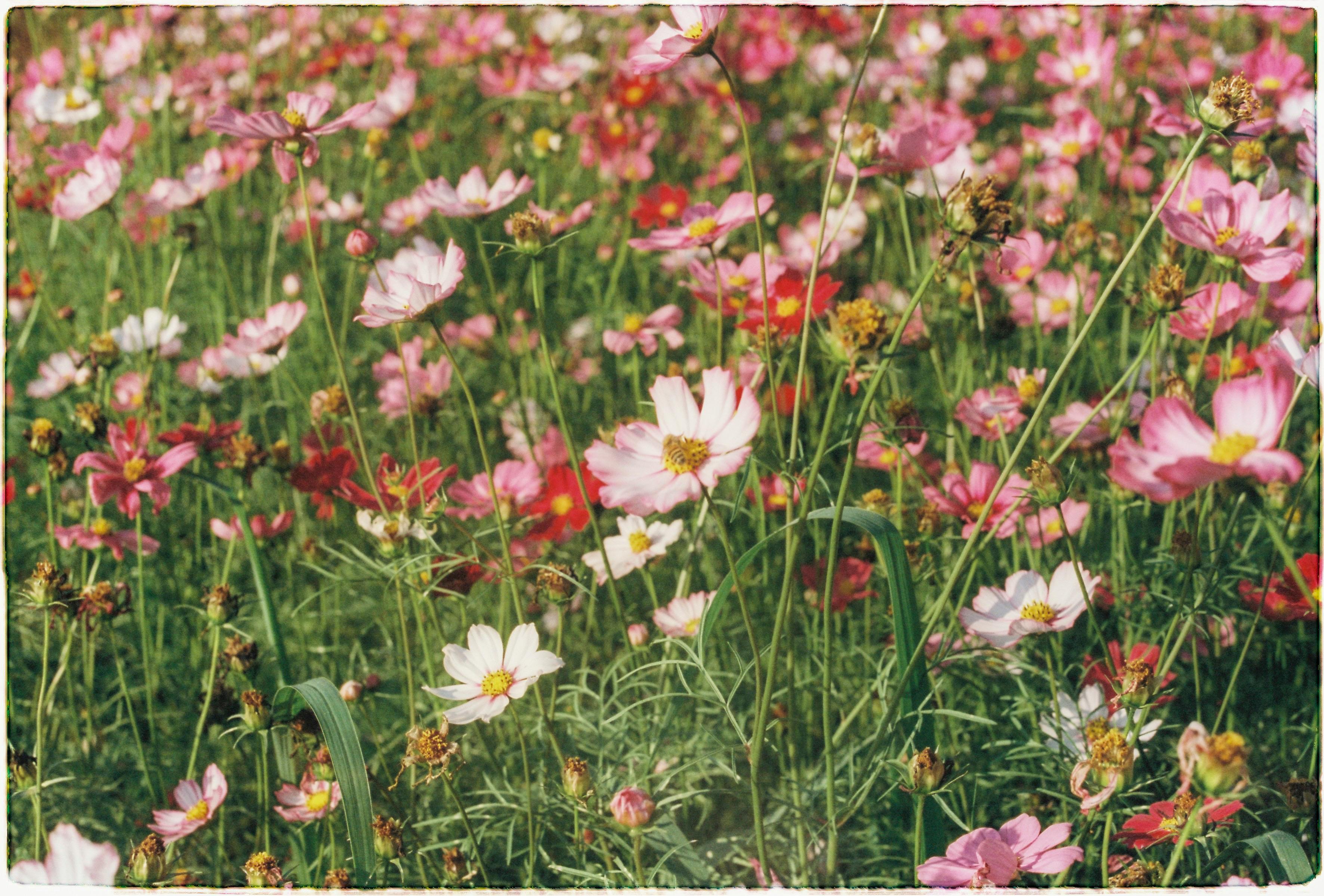 A beautiful meadow filled with vibrant pink cosmos flowers basking in the summer sun.