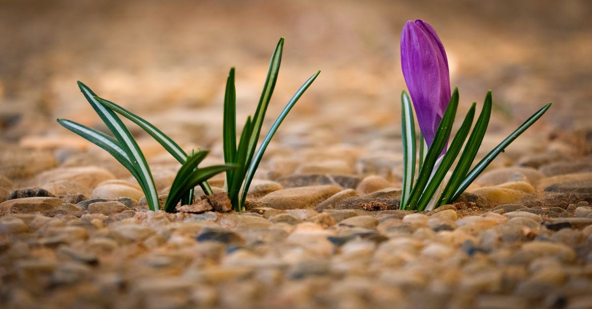 A vibrant purple crocus flower emerging from pebbles, symbolizing spring and new beginnings.