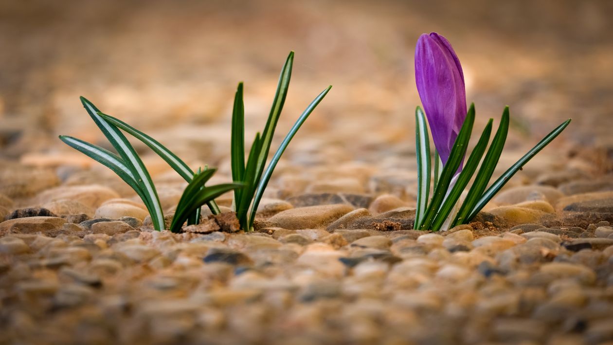 Little Purple Crocus on Ground · Free Stock Photo