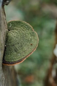 Detailed view of a green trunk fungus growing on a tree, emphasizing nature's textures.