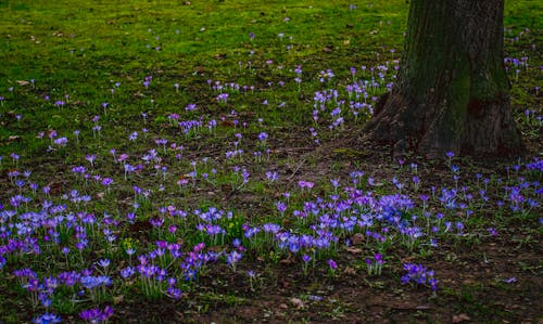 Foto profissional grátis de árvore, chão, flores