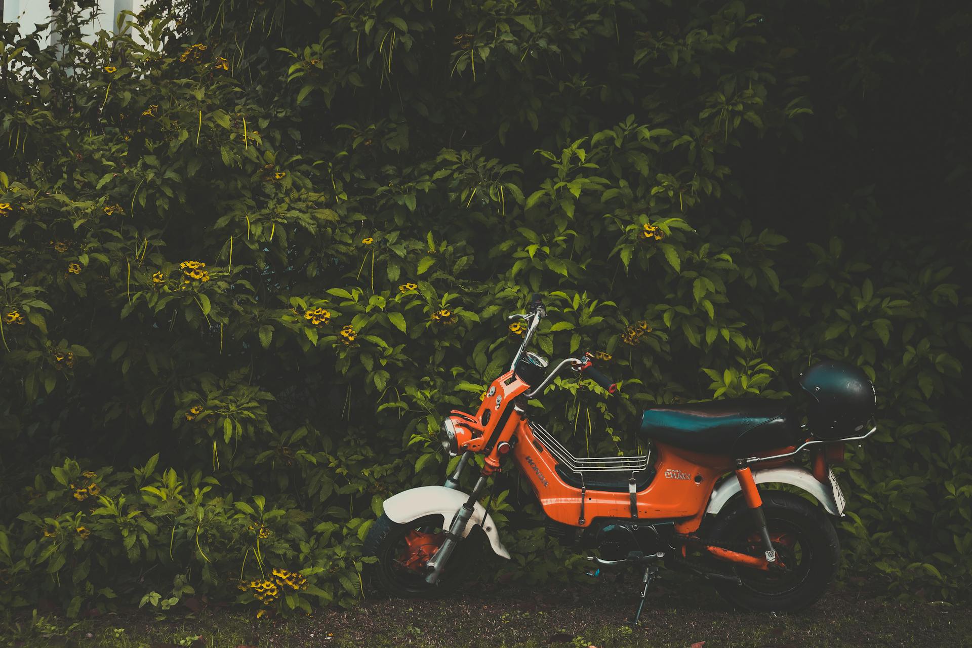 Orange vintage motorcycle against vibrant green foliage in Vietnam.