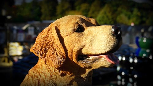 Gele Labrador Retriever