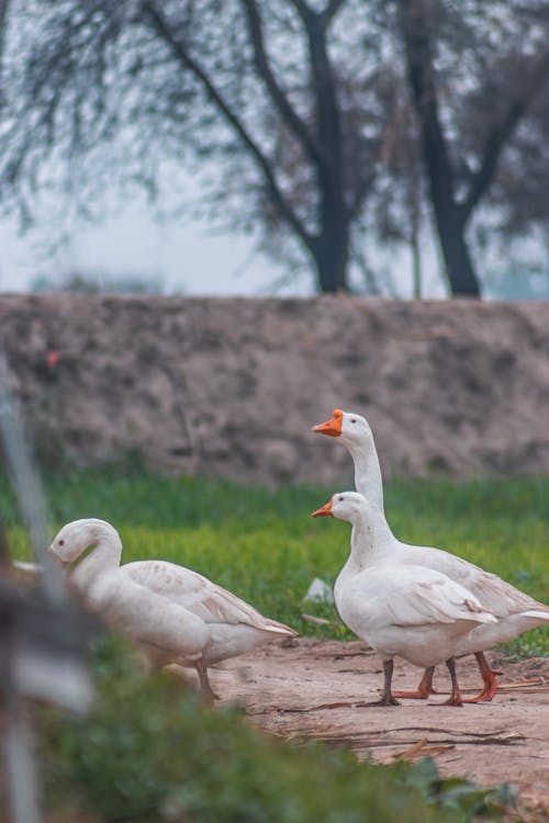 A group of geese walking down a dirt road