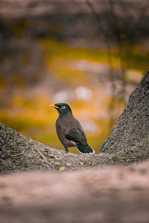 Fotobanka s bezplatnými fotkami na tému fotografie zvierat žijúcich vo voľnej prírode, myna, príroda