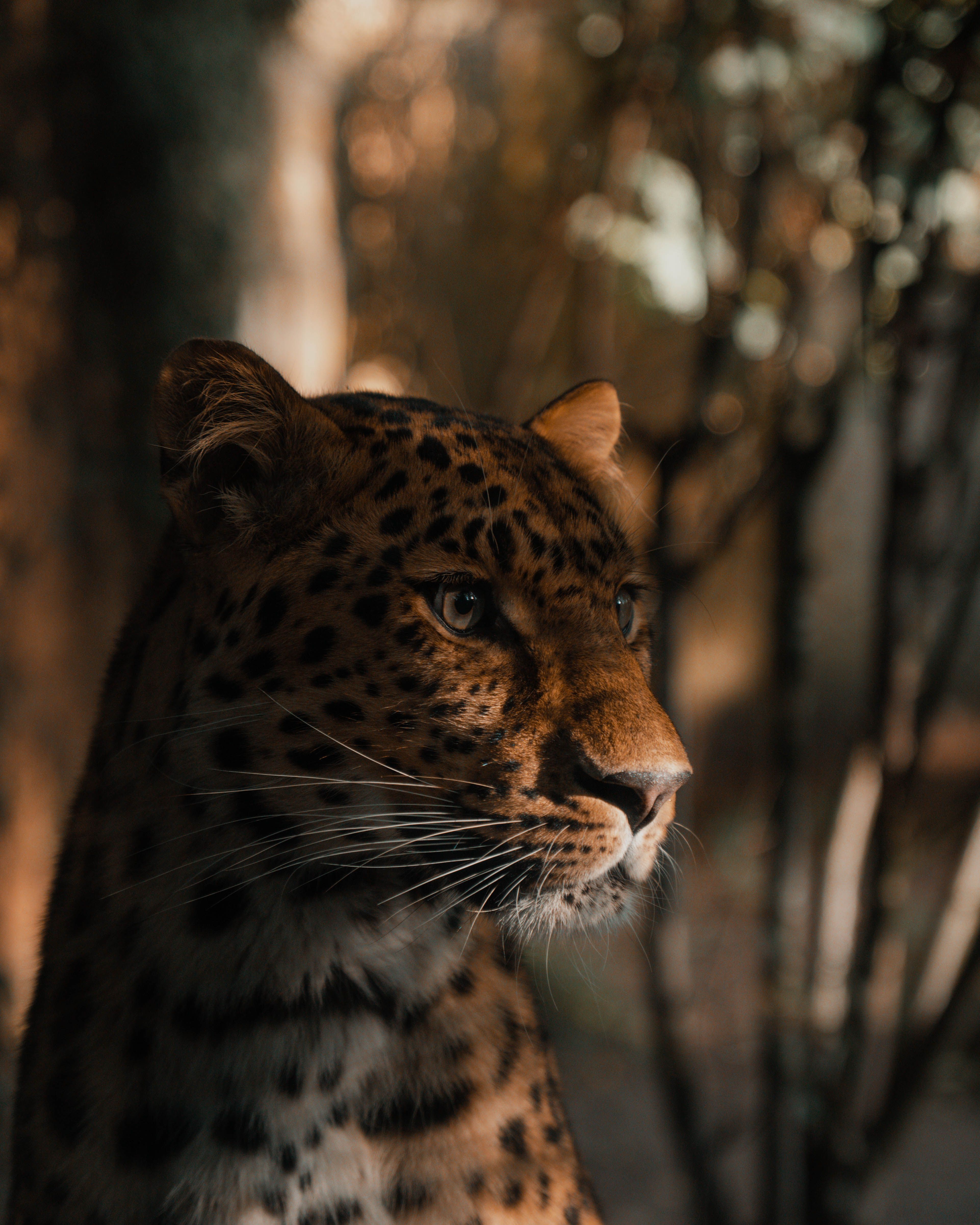 Close-up of a leopard basking in sunlight within a lush forest setting, showcasing its detailed spots.