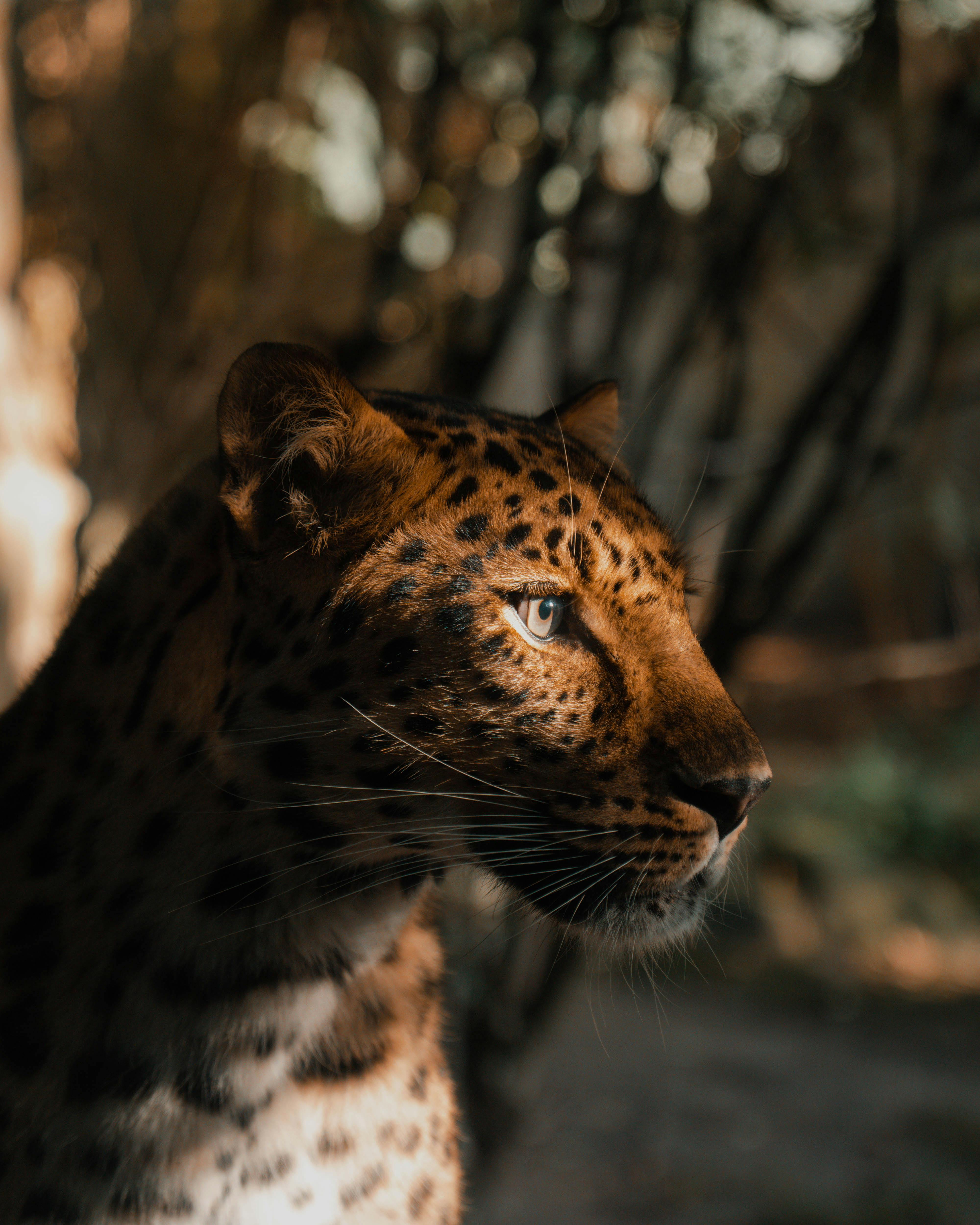 A stunning portrait of a leopard basking in sunlight, showcasing its majestic presence in wildlife.