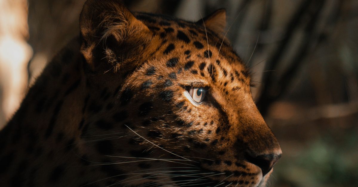Leopard in Sunlight and Shadow · Free Stock Photo