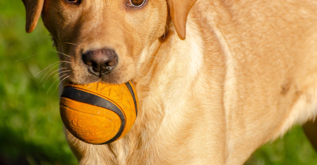 Labrador Welpe spielend