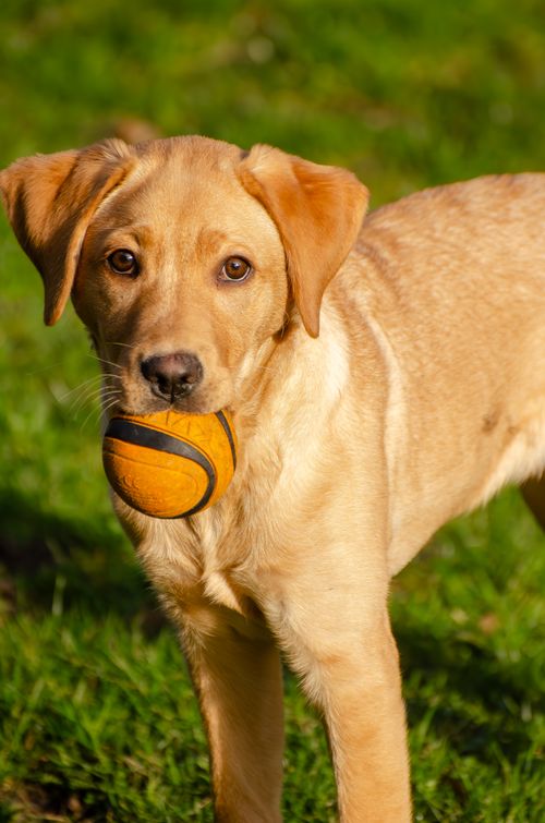 Free Adorable Labrador puppy with a ball in mouth on a green lawn. Stock Photo