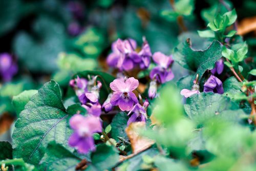 Free Beautiful close-up of purple violets blooming among lush green leaves in early spring. Stock Photo