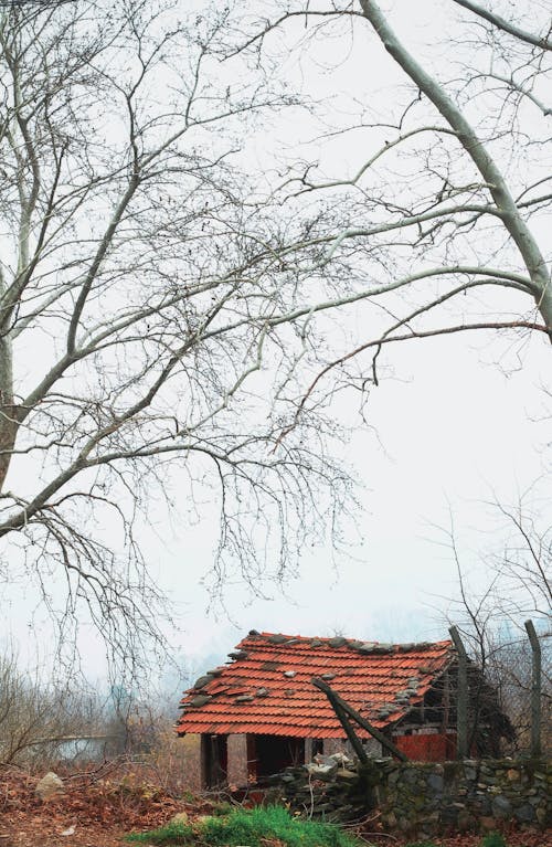 Immagine gratuita di autunno, cadere, campagna