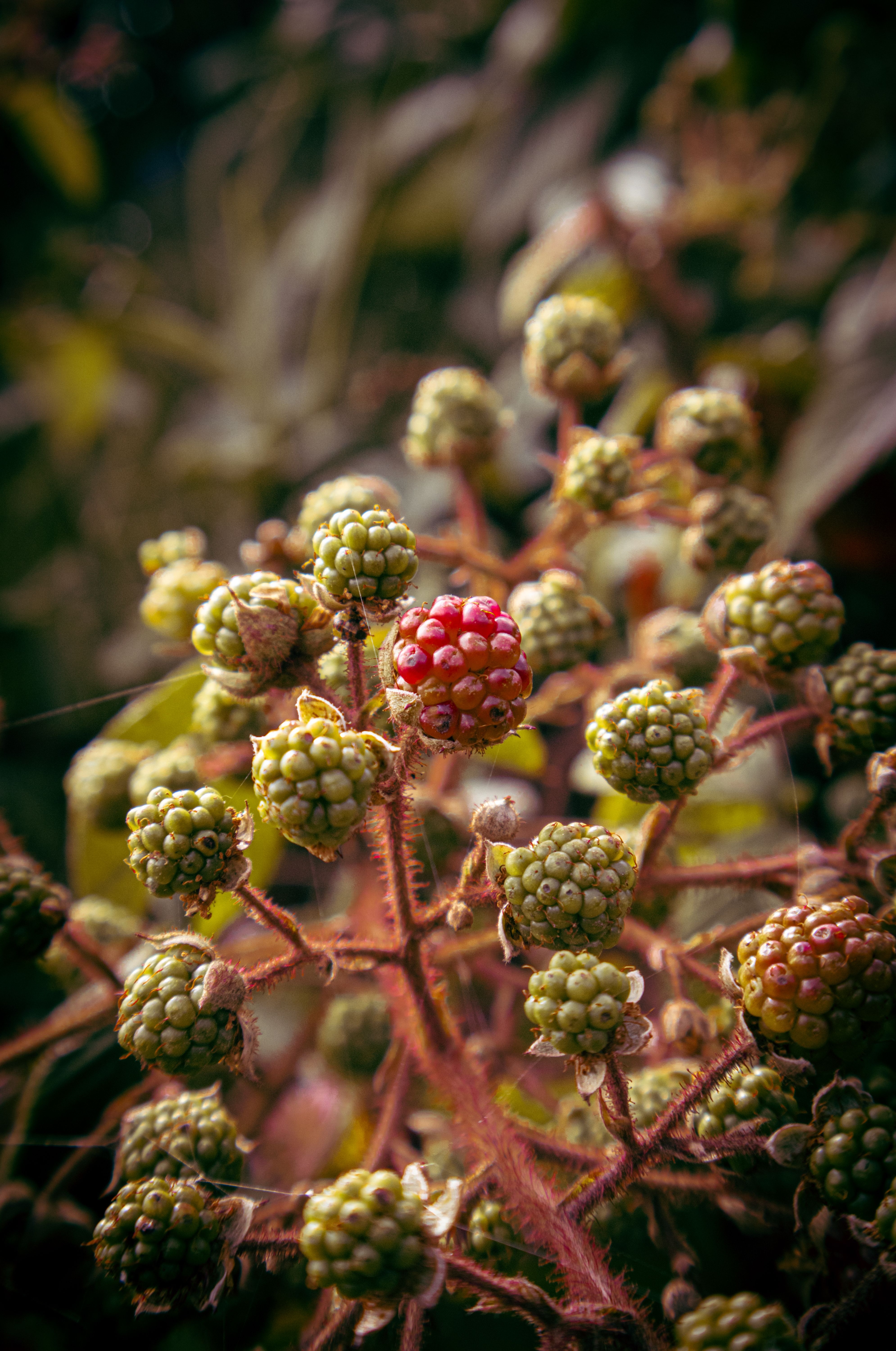 Close-up of unripe wild blackberries with cobwebs on a plant branch.