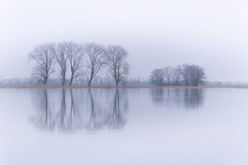 Three trees are reflected in the water