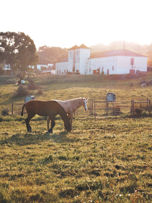 Two horses grazing in a field near a house