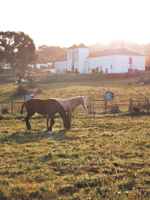 Free Tranquil horses grazing in a sunlit field with a rustic barn in Évora, Portugal. Stock Photo