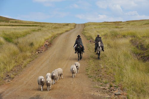 Shepherds on Horses with Sheep on Dirt Road