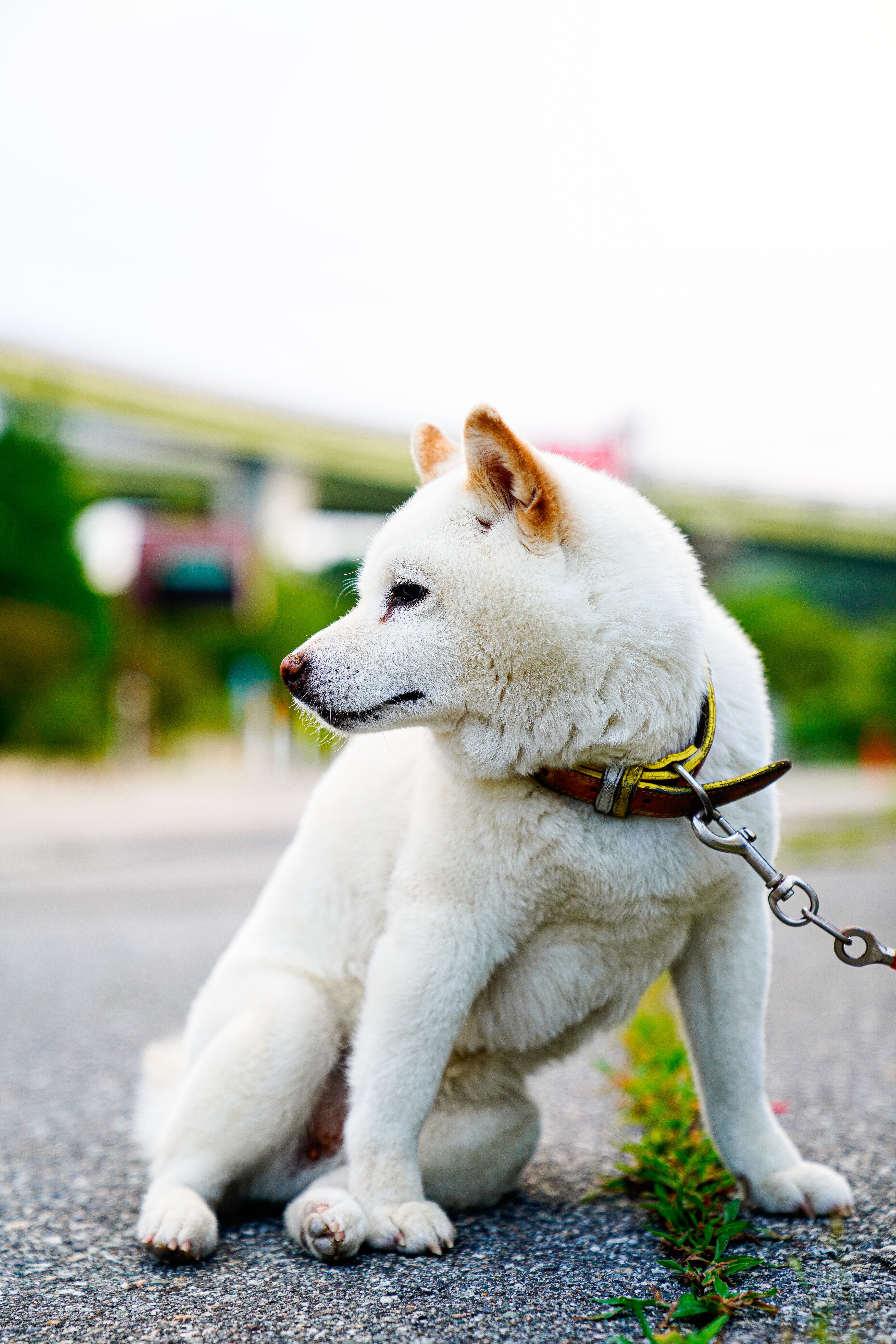 Fotomural Adorable cachorro Shiba Inu sentado con correa al aire libre, mirando hacia un lado.