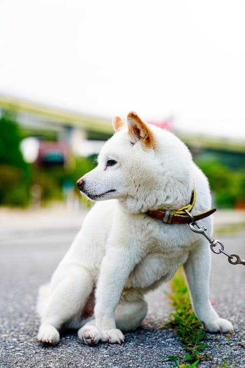 Imagine de stoc gratuită din alb, animal de casă, câine