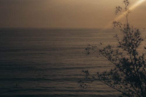 Foto profissional grátis de árvore, costa, mar