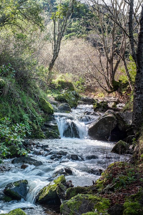 A stream flowing through the woods with rocks and trees