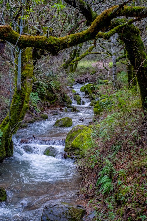 A stream running through a forest with moss and trees