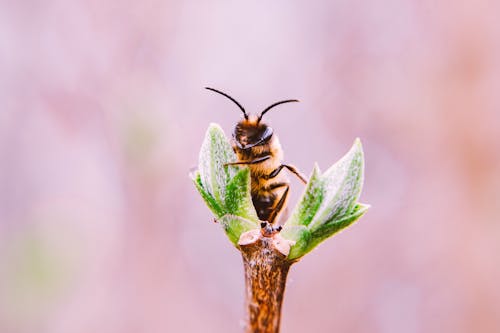Безкоштовне стокове фото на тему «Бджола, весна, впритул»