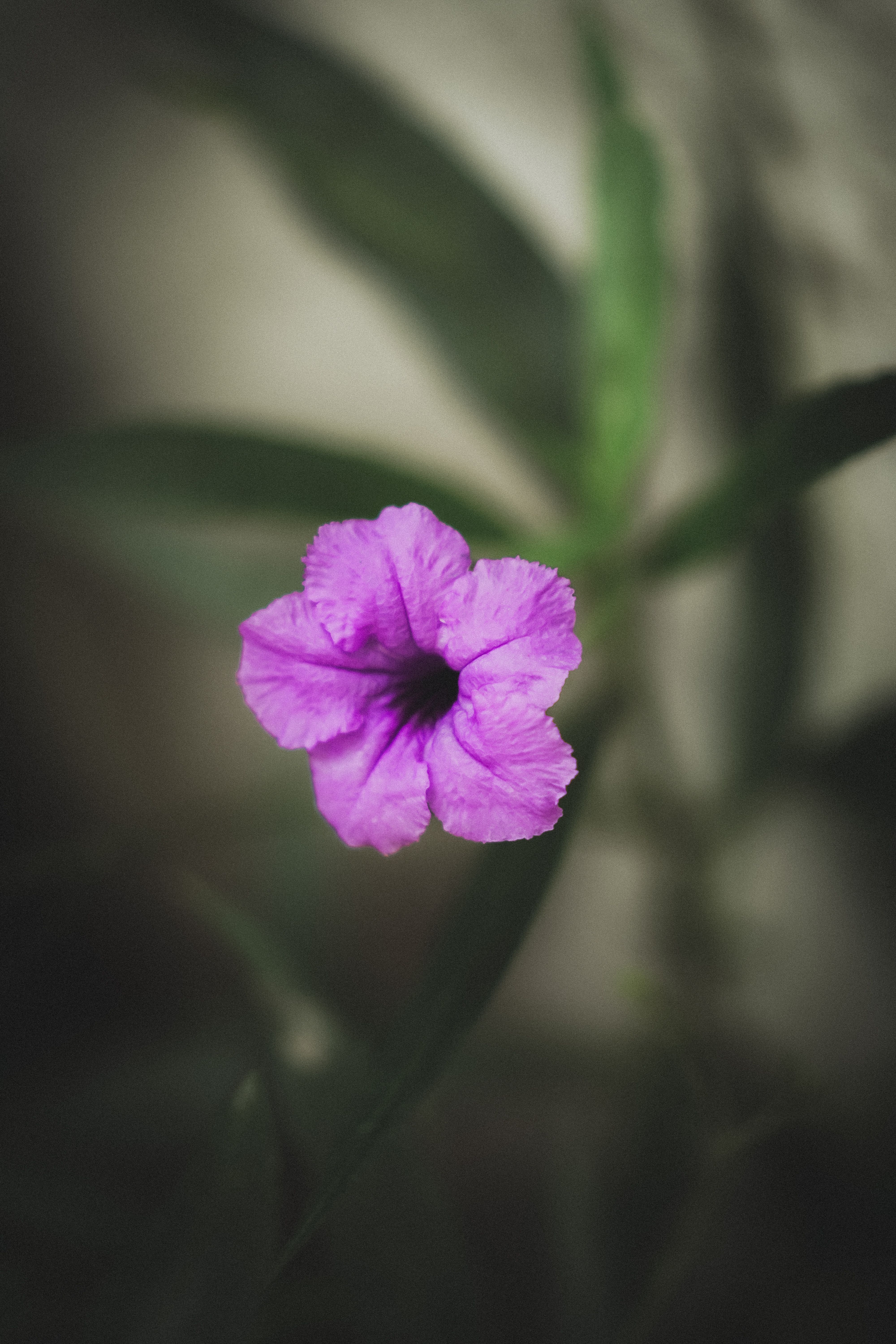 Purple Minnieroot Flower · Free Stock Photo