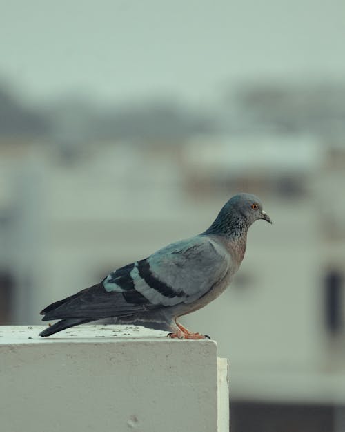 Imagine de stoc gratuită din a închide, aviar, fotografie cu animale sălbatice