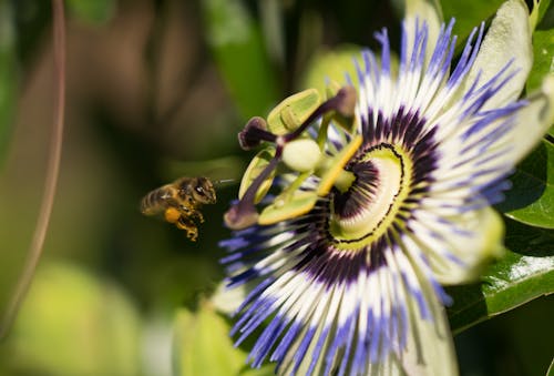 arı, Bahçe, böcek içeren Ücretsiz stok fotoğraf