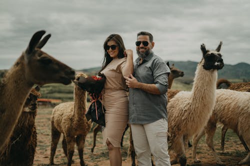 A couple standing in front of a herd of llamas
