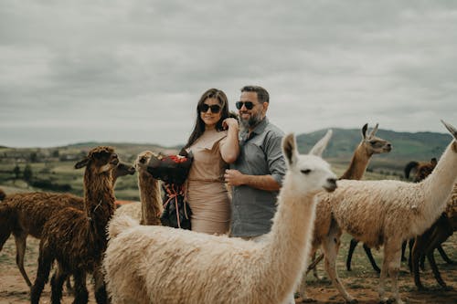 Couple standing in front of llamas in the field