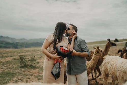 A couple kissing in front of llamas in the mountains