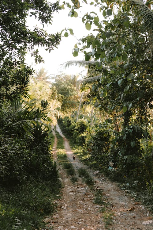 A dirt road in the jungle with trees and plants