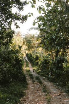 Explore a lush green forest path in Pulukan, Bali, surrounded by tropical foliage and tranquil scenery.