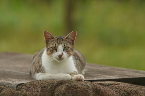 Free stock photo of cat, cat face, guadeloupe