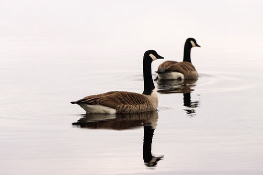 Two Canadian geese swimming gracefully on a calm lake in Jönköping, Sweden reflecting the serene beauty of nature.