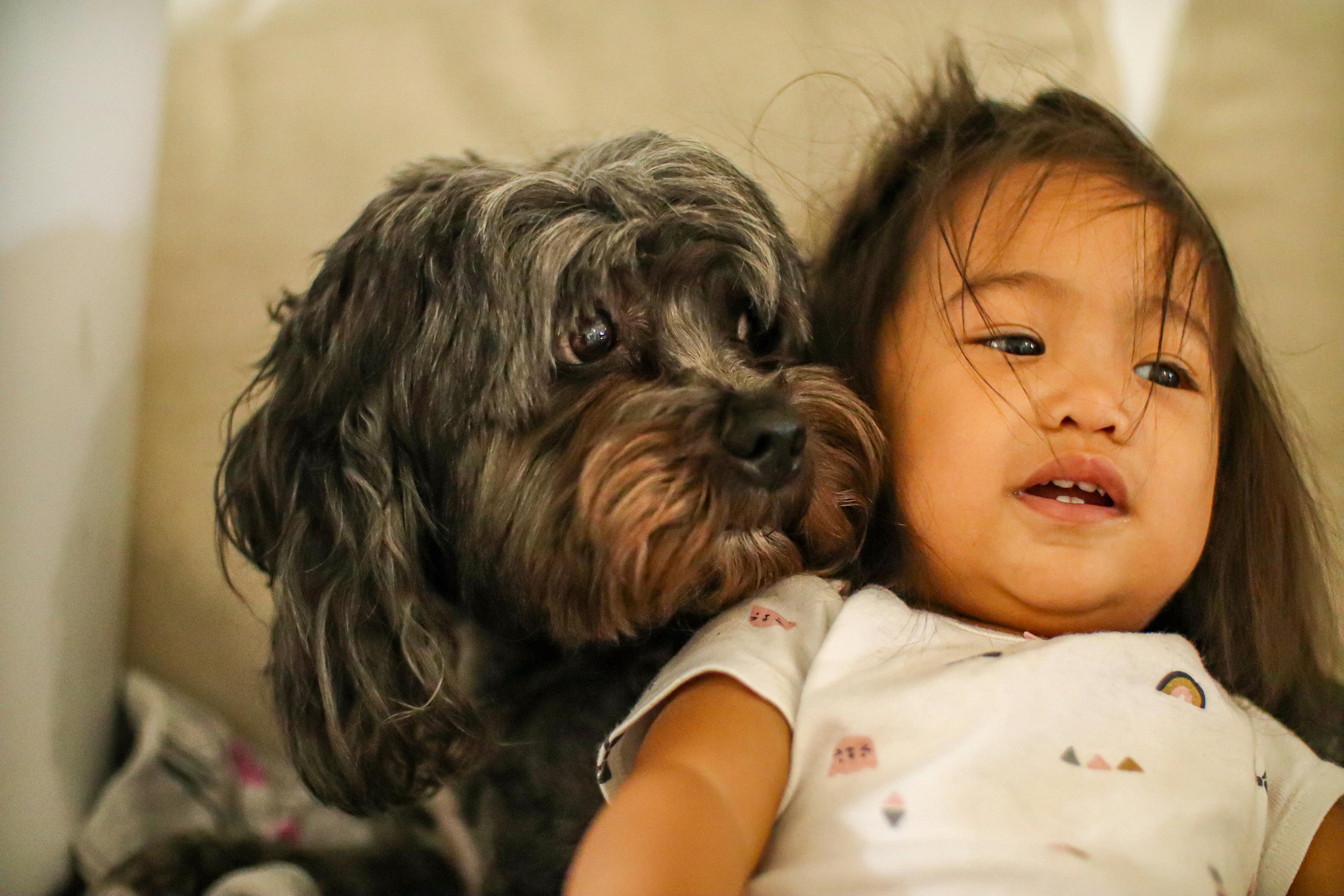 portrait of a cute small puppy by an asian baby girl